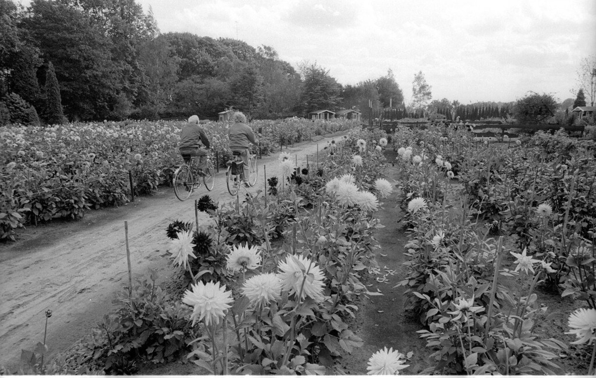 Dahliavereniging Flora in Tilburg 1988 Persbureau Van Eijndhoven 1657153009001