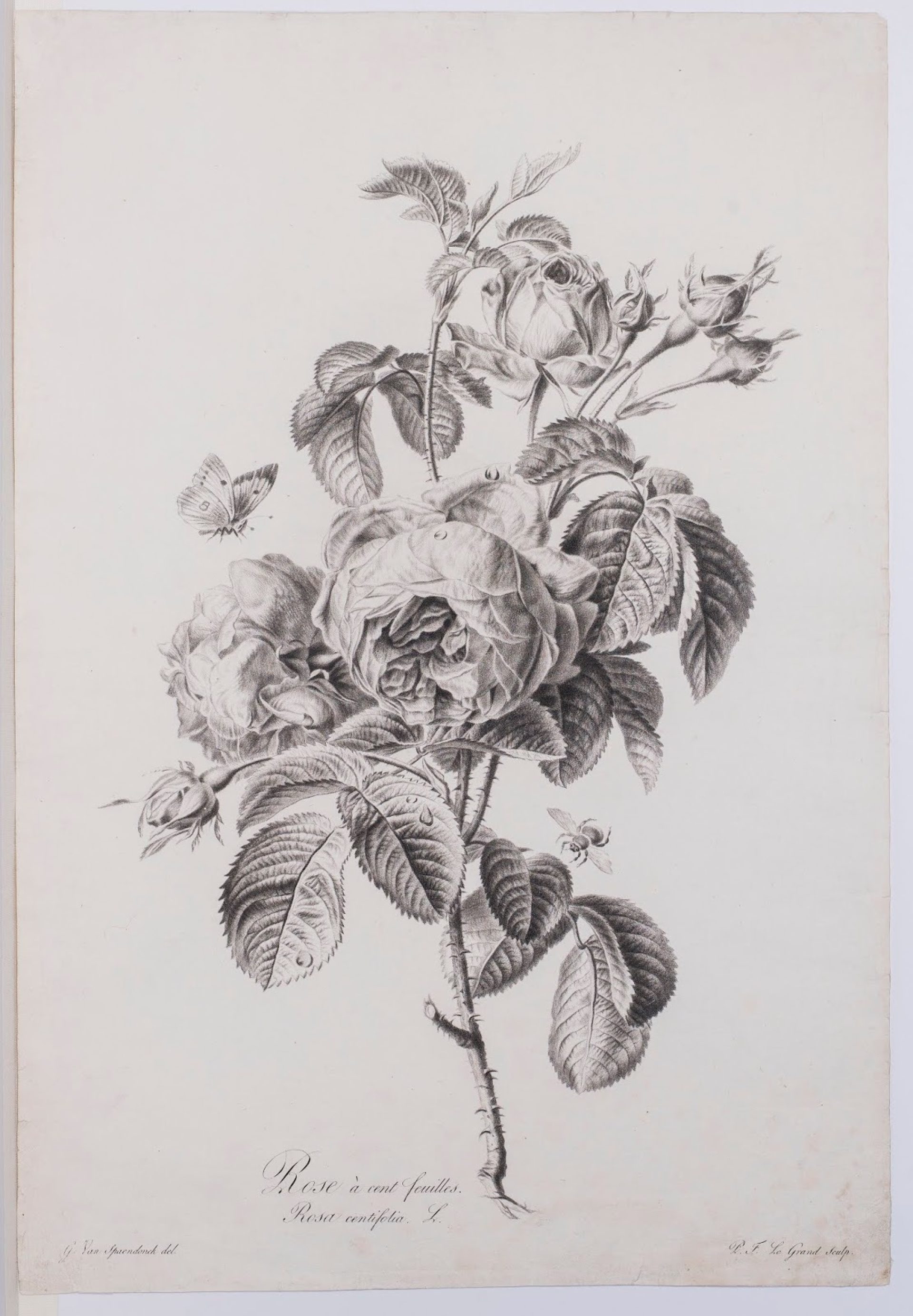 SMT00701 A spaendonckvan 01 foto Jan van Oevelen