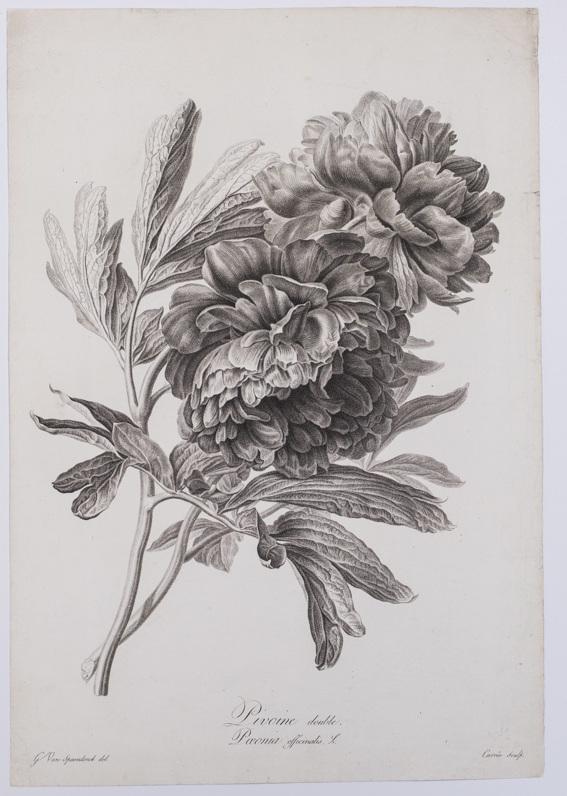 SMT00701 C spaendonckvan 03 foto Jan van Oevelen LR