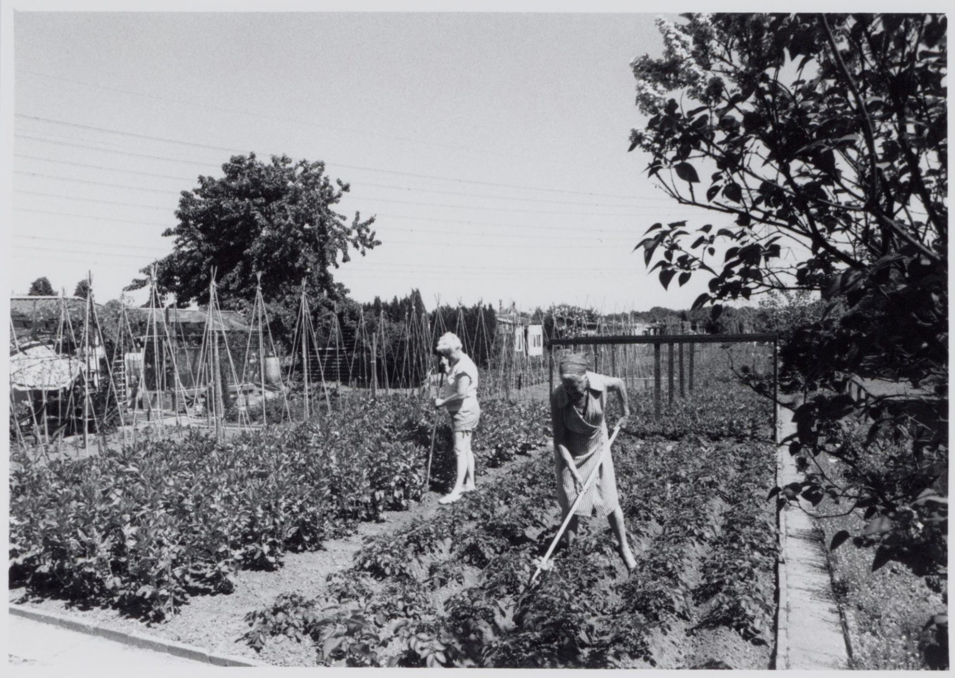 Volkstuin in Tilburg 1989 Multivision 49141 1