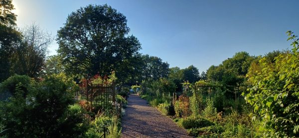 20240625 Bloementuin Sint Franciscus pad