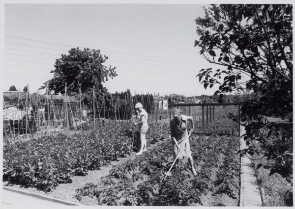 Volkstuin in Tilburg 1989 Multivision 49141 1